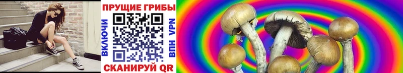 Галлюциногенные грибы Psilocybine cubensis Лысково